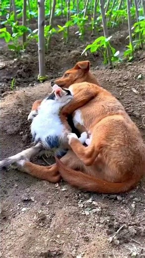 Best animal friends