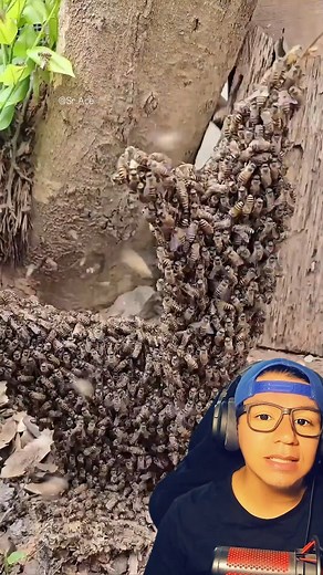 Como crear una colmena #reelsfypシ #reelsfacebook #reelsviralシ #fblifestyle | Habla Huevadas