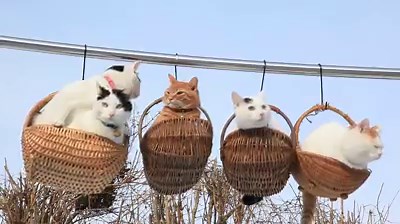 355K views · 2.6K reactions | Aww how adorable <3 | I Love Cats | Facebook