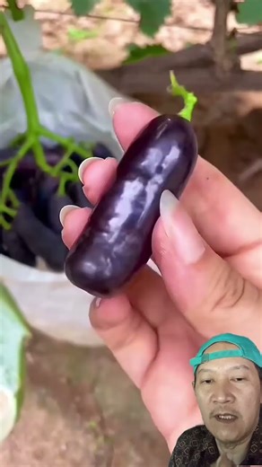 Anggur Moondrop yg Eksotis 😍 #buah #anggur #shortsfeed #viral #shorts