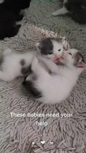 NewbornKittenRescueandAdoption on TikTok