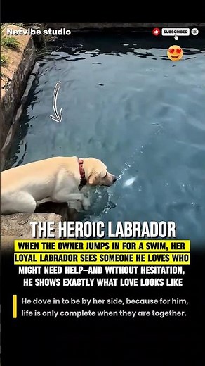 HE'S A HERO! ❤️ Watch This Loyal Dog Jump In To "Save" His Owner! #dog #love #information
