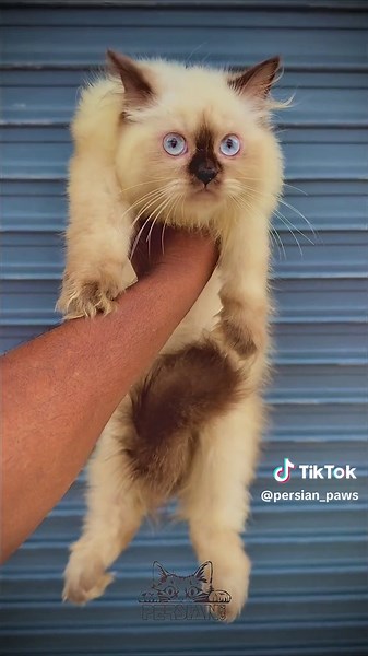 Adorable Himalayan Persian Cat with Beautiful Blue Eyes