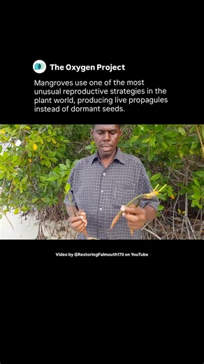 The Oxygen Project | Mangroves use one of the most unusual reproductive strategies in the plant kingdom. Unlike most flowering plants, which release dormant... | Instagram