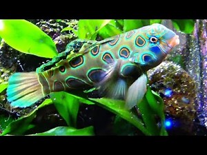 Synchiropus picturatus - (Peters, 1877) - (Callionymidae) - Mandarin bariolé - France - 08/2019