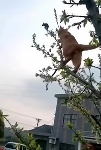 16K views · 85 reactions | #reels #viralvideo Smart rat 藍藍藍 | Bai Taal funny videos | Facebook