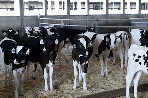 Bill C-202 won't protect supply management, only handcuffs trade negotiators, says CAFTA