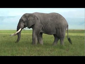Elephant - Safari Ngorongoro Crater Africa