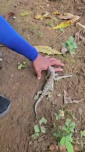 Gecko Behavior: Natural Instincts & Warnings