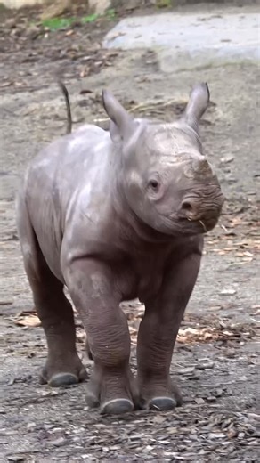 Oregon Zoo on Instagram: "Happy birthday Tamu! This tiny tank is 2 today"