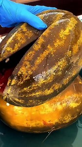 China’s Rotten Watermelon Delicacy will Amaze You! #shorts #plants #farming #instagram #reels #china #nature | The Facts Hub