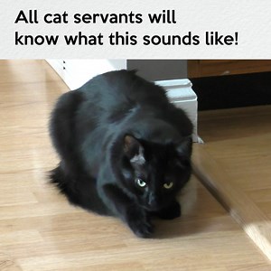 89K views · 5.8K reactions | They need to make an alarm clock with this sound, nothing gets us moving faster! Do YOUR cats get many hairballs? ... Thankfully they're not a big issue for us, Cole used to get them more frequently despite brushing him regularly... You can also use gels like this that help im many cases: https://bit.ly/HairballGel #CatHealthMonth #Hairball #CatServants | Cole & Marmalade | Facebook