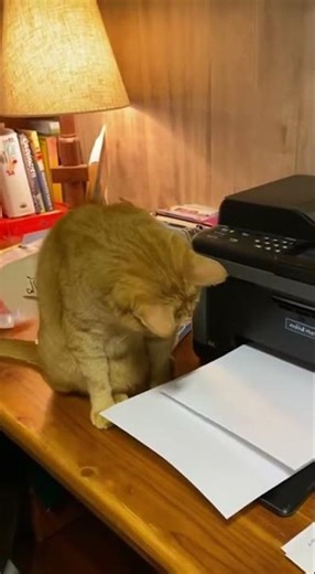 Nobody expected what this cat does when he sees this! 🙀
