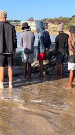 The Sardines have arrived! First net at Port Edward 31 May 2025! Over a dozen sharks in this net with the sards - this does create a very dangerous situation and there are reports of somebody getting a bite yesterday. Pls give the guys space to do what they do. #whatsondurban | What's on Durban