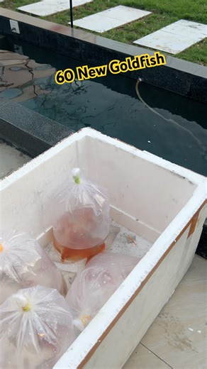Adding 60 Goldfish to My 30 Feet Outdoor Fish Pond