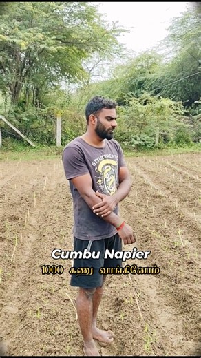 Iyarkkai Farm on Instagram: "We planted 1000 Cumbu Napier for goat fodder Will this work? [Goat farming, goat fodder, cumbu Napier]"