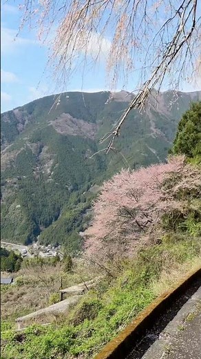 天空の散歩｜青い山脈に広がる桜