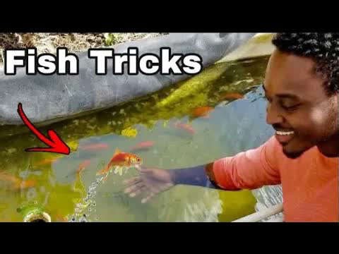 Training a goldfish sounds ridiculous - until you see this
