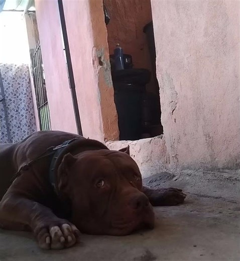 Extreme Dog 🔥#pitmonsters