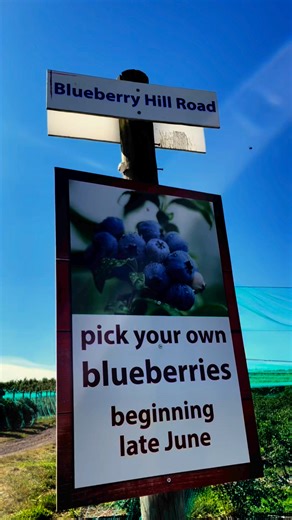 Your summer just got a little bluer 💙 🫐 Pick Your Own blueberries opens today! Who’s coming? #blueberryseason #alstedefarms #pickyourown #blueberry | Alstede Farms