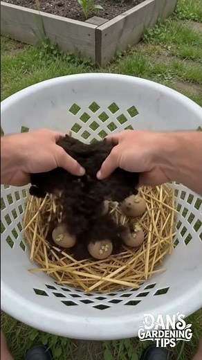 One Basket, Massive Potato Harvest #verticalgardening #gardeningtips