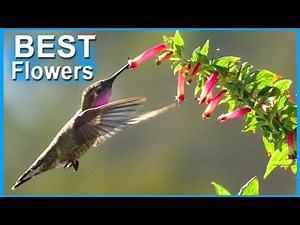 Hummingbird Flowers Attract Hummingbirds Growing Cuphea Plant in Garden or Patio near Feeder Nectar