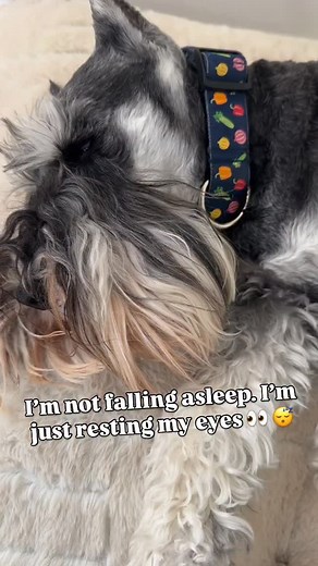 Resting my eyes 👀 #littlemrminiman #restingmyeyes #dognap #schnauzernap #naptime #nappingdog #suggsandlewisfish #schnauzerbrothers #suggsandlewis #lewisfish #schnauzersofinstagram #dogoftheday #schnauzeroftheday | Suggs Reed Lewis Schnauzer Brothers