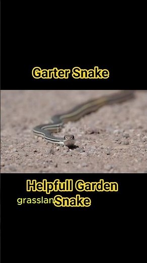Garter Snake Facts 🐍 | The Helpful Garden Snake! | ZooQuick