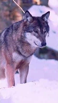 Wolves in the Snowy Forest | Protect the Wildlife ❄️