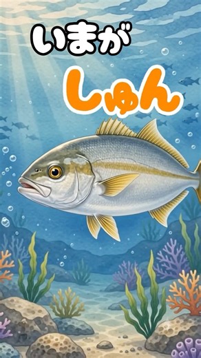 🐟✨今が旬！カンパチ！✨