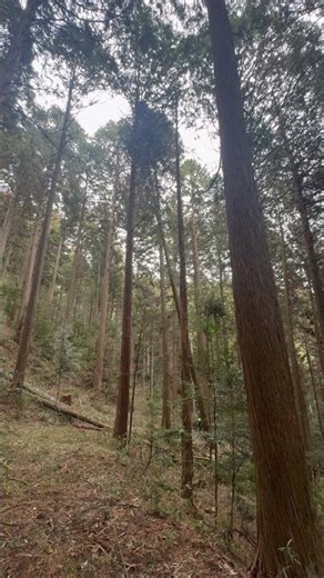 One Tree, One Decision | Sustainable Forestry in Japan #japanlife #forestry