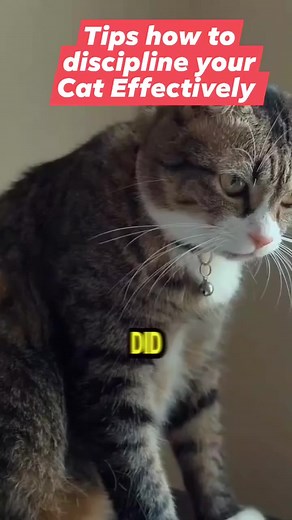 Tips how to discipline your cat effectively #reelsviralシ #fypreelsシ゚ #fypreelsシ゚viralシ #viralreelsシ #fypreelstrending #reelscats #catreels #catreelsfbviral #catreelsfb #fypシ゚ #reelspetlover #catcute | All about cats