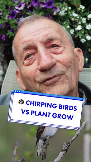 Chirping Birds: The Secret to Plant Growth Revealed
