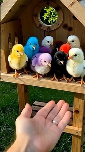 Colorful Chick Melt Your Heart 🐥🌈 #birds #adorablechicks #chicks part38