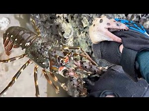 Catching stranded seafood #6 - Catching fish, shrimp, lobster, octopus, oysters, crabs