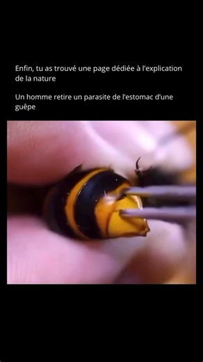 Nature Expliquee on Instagram: "Le parasitisme chez les guêpes est un phénomène biologique bien documenté 🐝🧬. Certaines espèces, comme les insectes Strepsiptères et les guêpes ichneumonides, utilisent des guêpes ou d’autres insectes comme hôtes pour compléter leur cycle de vie. Ces parasites pondent leurs œufs sur ou à l’intérieur du corps de l’hôte 🥚. Une fois les larves écloses, elles commencent par se nourrir des organes non vitaux afin de maintenir l’hôte en vie ⏳, garantissant ainsi leur