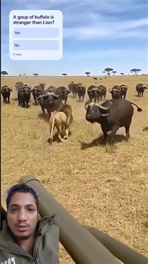 lion🦁 Distroyed by A group of 🦬Buffalos.#animals #wildlife