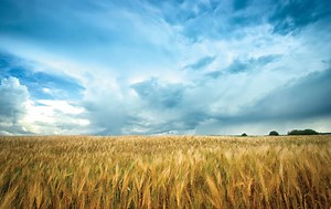 Untangling C3 and C4 Plants