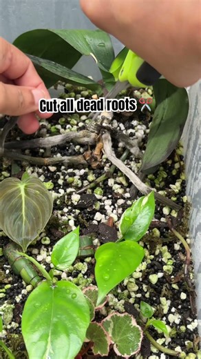 Orchid rootrot rescue experiment 🌸 #plantcare #orchidrescue #orchidcare #shorts
