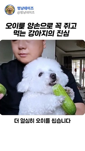 강아지에게 오이를 통째로 줬더니#강아지먹방 #오이먹는강아지 #댕댕이일상 #강아지간식 #힐링영상