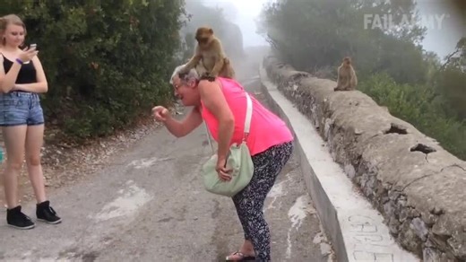 Monkeys vs. Babies
