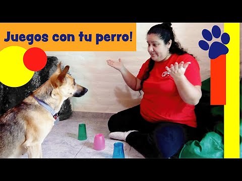 Juegos para jugar con tu perro en casa - juegos para tu cachorro divertidos y fáciles