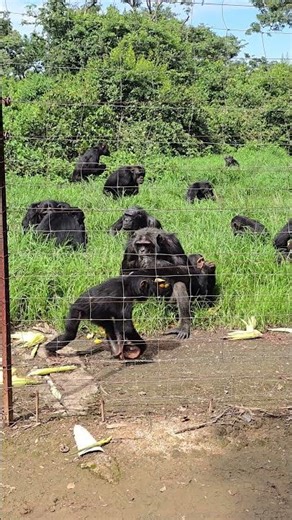 Chimpanzee mom feeding her baby #daysinafrica #chimpanzee #love #travelvlog #Wanderlust #safari