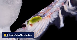 Chinese researchers help decode gene secrets of tiny Antarctic krill