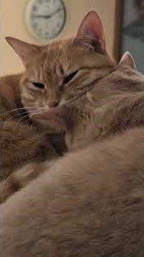 my life #catlife #ねこ #猫 #猫カフェ #cat #猫のいる生活#short #cats #保護猫#ねこのいる生活#猫のいる暮らし#猫動画 #shorts#猫好き #cutecat