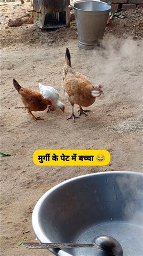 मुर्गी कि पेट में बच्चा #funny #thetharpuns #shilpisaroja #comedy