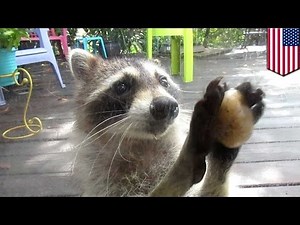 Cute raccoon: Rocksy the Raccoon uses rock to knock on door and beg for cat food - TomoNews