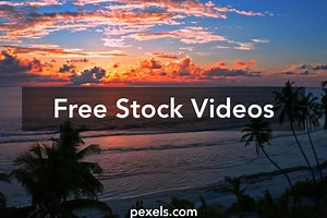 Red Trees Videos, Download The BEST Free 4k Stock Video Footage & Red Trees HD Video Clips