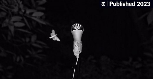 Why Are Insects Drawn to Light? A Perennial Question Gets a New Answer.