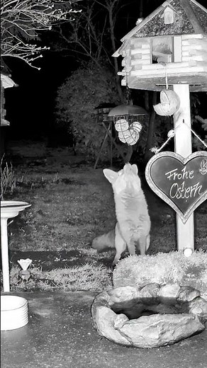 Ganz vorsichtig… Fuchs entdeckt Meisenknödel 🐦🦊